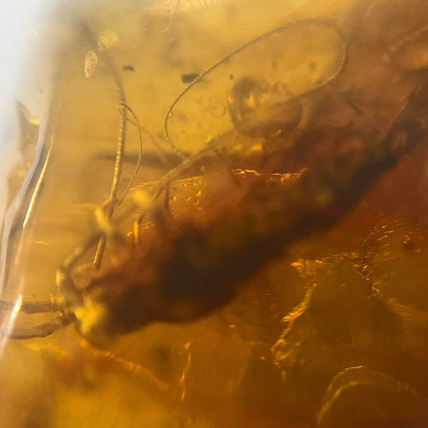 Einzelstück Bernstein mit Inklusen von der Ostsee-Insel