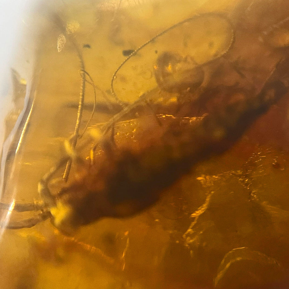 Einzelstück Bernstein mit Inklusen von der Ostsee-Insel