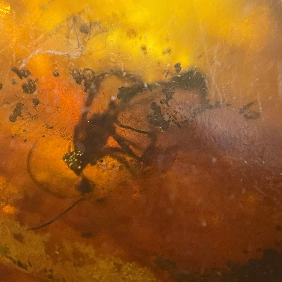 Einzelstück Bernstein mit Inklusen von der Ostsee-Insel