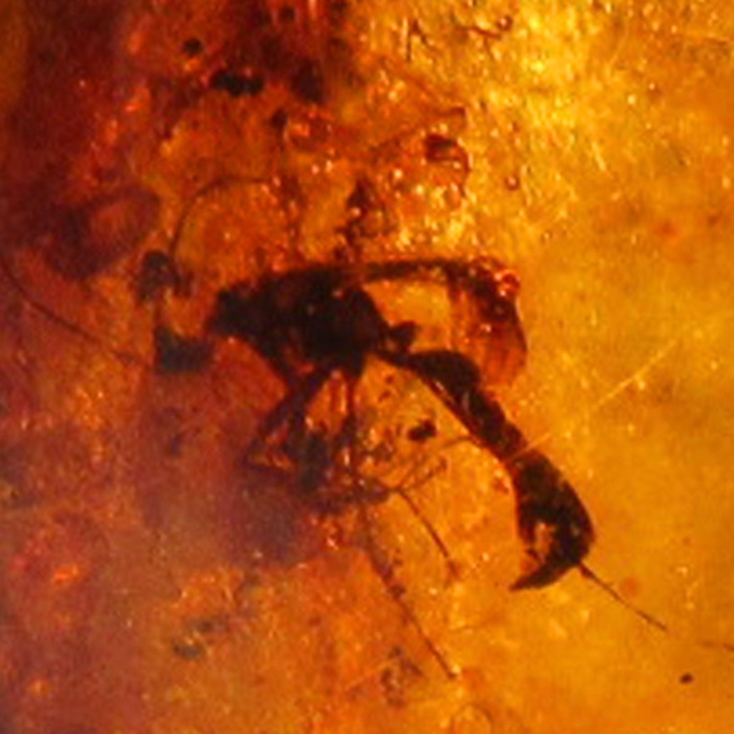 Einzelstück Bernstein mit Inklusen von der Ostsee-Insel