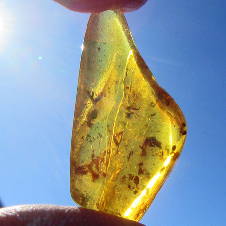 Bernstein mit Inkluse – Käfer und Schnakenbeine, Unikat