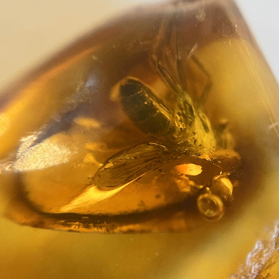 Kleiner Bernstein mit Inkluse – Fliege, handverlesen