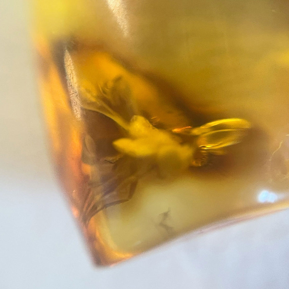 Kleiner Bernstein mit Inkluse – Fliege, handverlesen