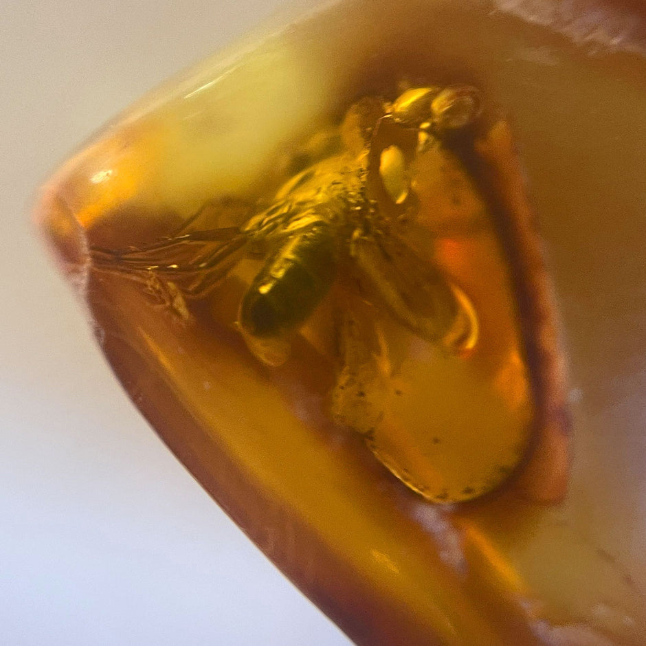 Kleiner Bernstein mit Inkluse – Fliege, handverlesen