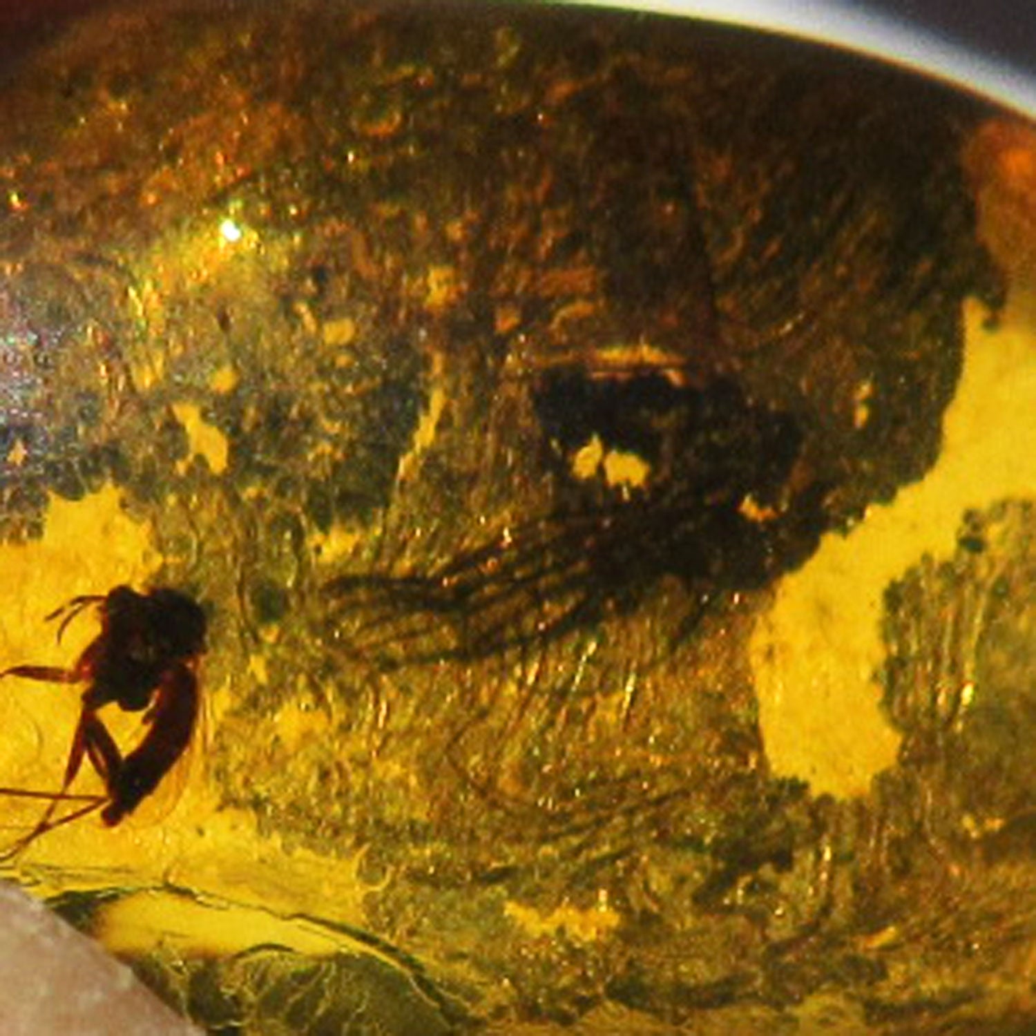 Kleiner Bernstein mit Inkluse – Ein Blick ins Vergangene