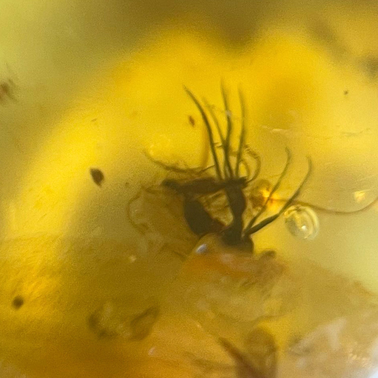 Einzigartiger Bernsteinanhänger mit Fliegen-Inklusen