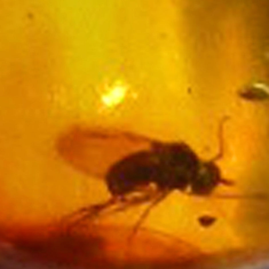 Kleiner Bernsteinanhänger mit Inkluse(Fliege ?)