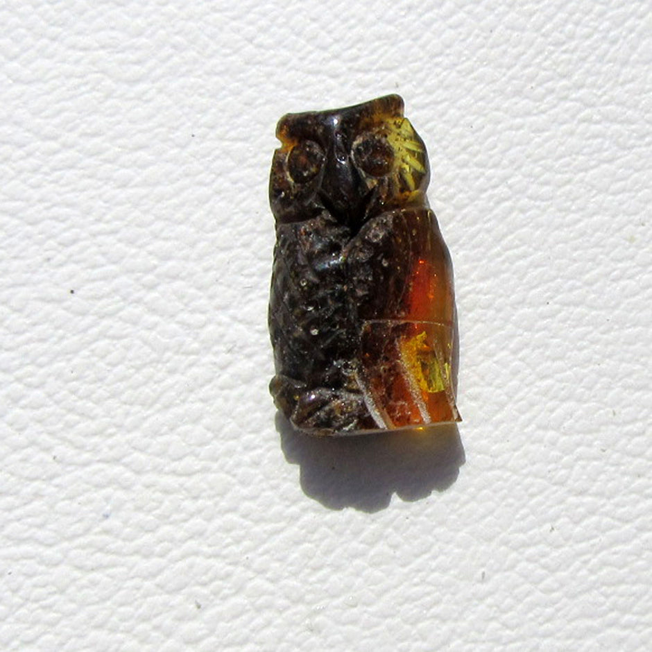 Einzelstück: Dunkle Bernsteineule von der Ostsee-Insel