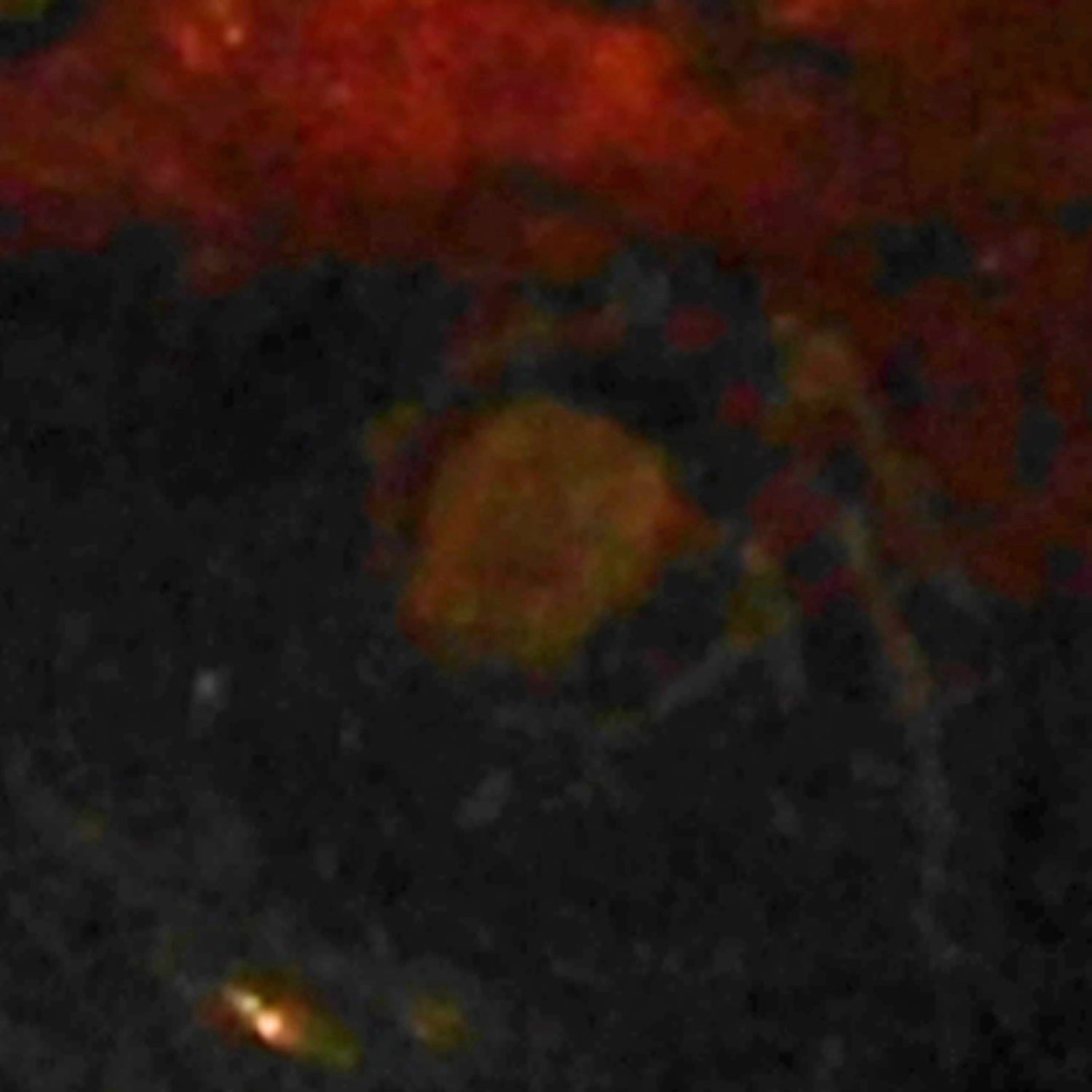 Bernstein mit Inkluse – Einzelstück von Rügen