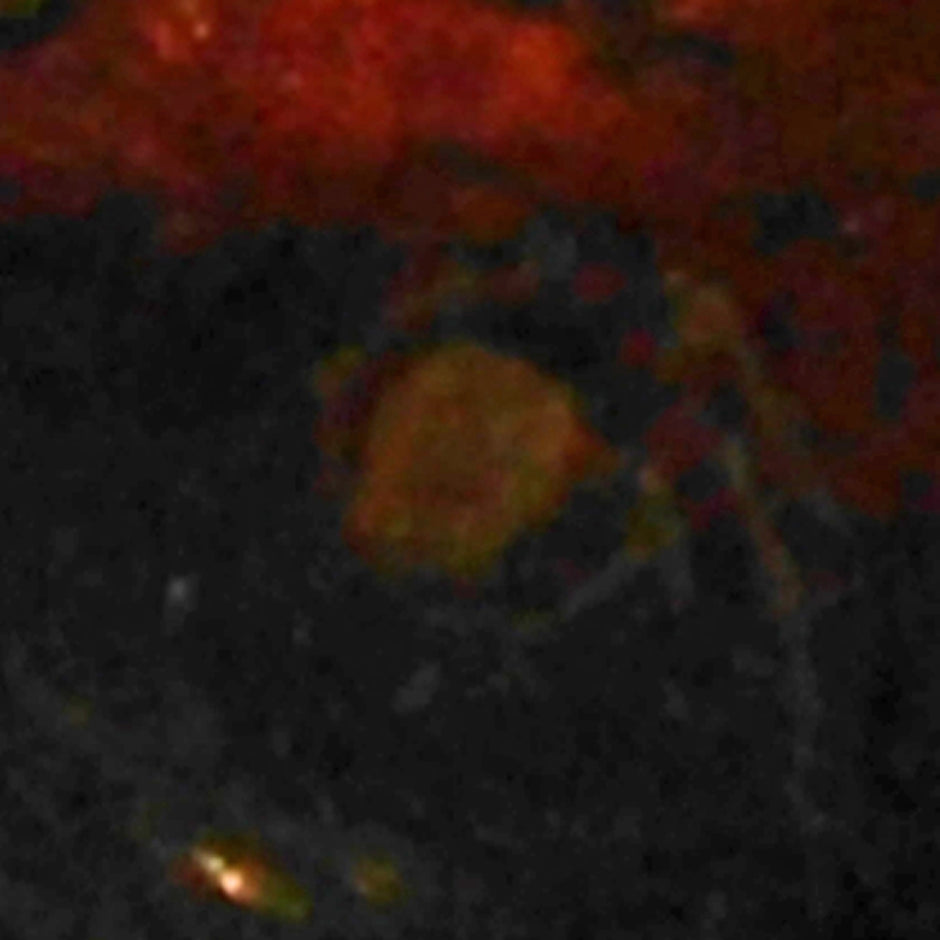 Bernstein mit Inkluse – Einzelstück von Rügen