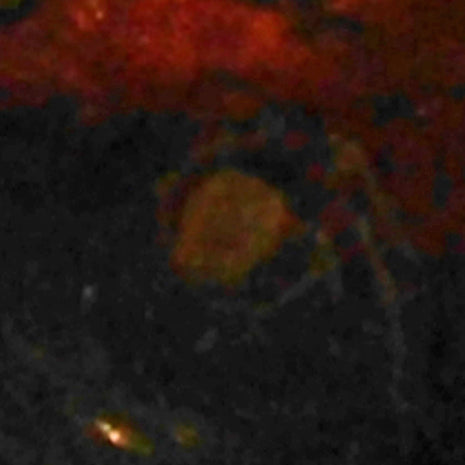 Bernstein mit Inkluse – Einzelstück von Rügen