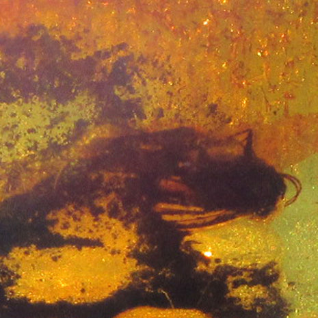 Großer Bernsteinanhänger mit Fliegen-Inkluse, Unikat