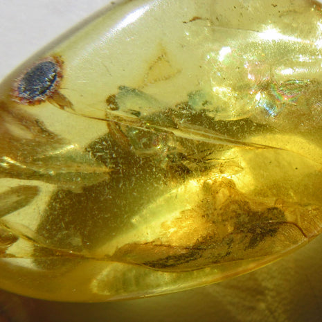 Großer Bernsteinanhänger mit Inkluse von der Ostsee-Insel