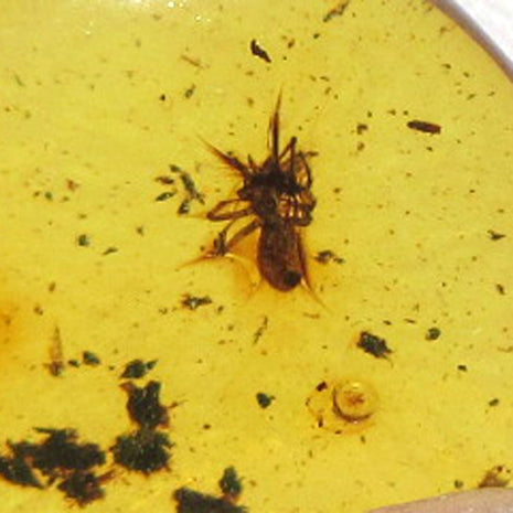 Kleiner Bernstein mit Spinneninkluse von Rügen, Einzelstück