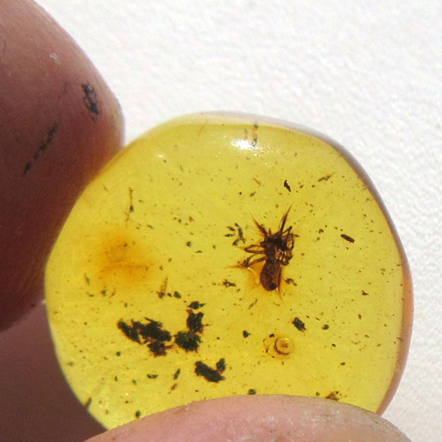 Kleiner Bernstein mit Spinneninkluse von Rügen, Einzelstück