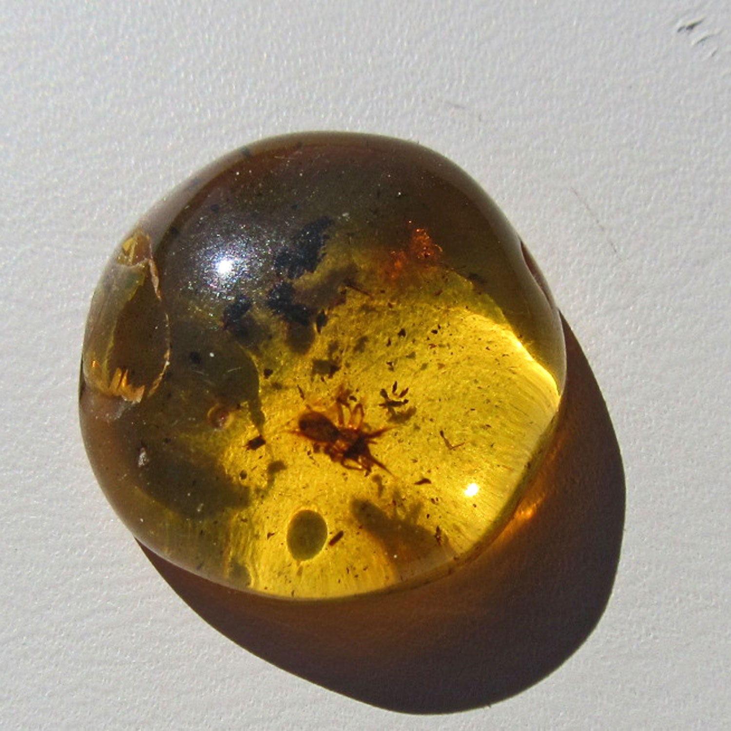 Kleiner Bernstein mit Spinneninkluse von Rügen, Einzelstück