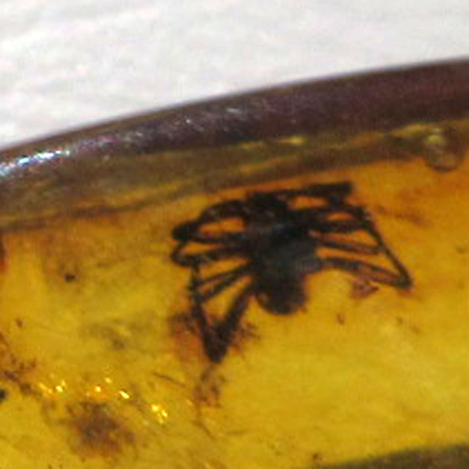 Bernstein mit Spinnen-Inkluse, Einzelstück von Rügen