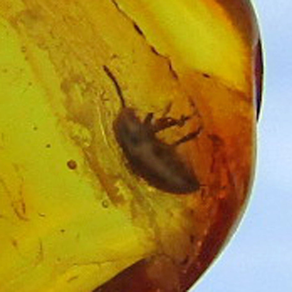 Einzigartiger Bernstein mit Inklusen von der Ostsee-Insel