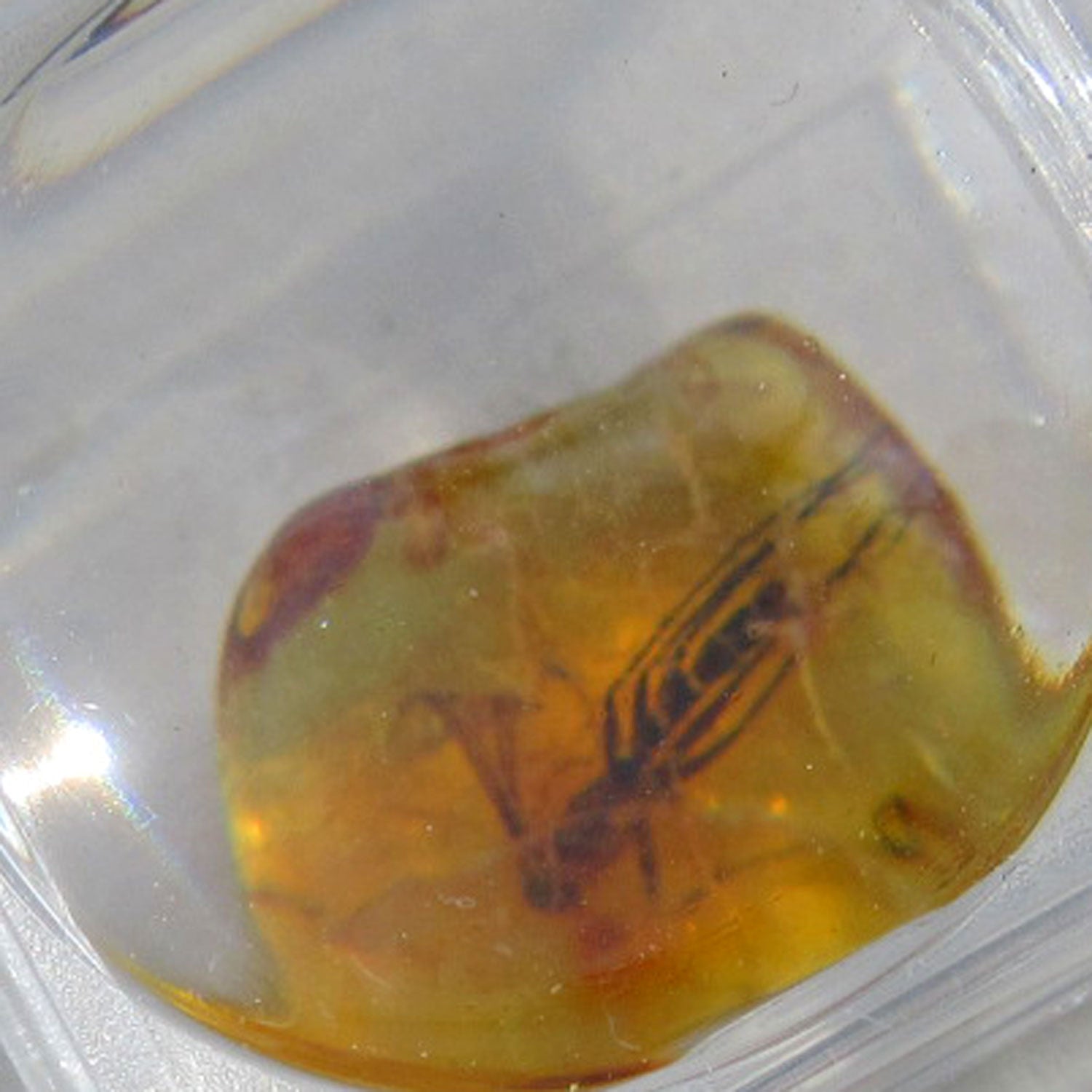 Kleiner Bernstein mit Inkluse in Lupendose – Einzelstück
