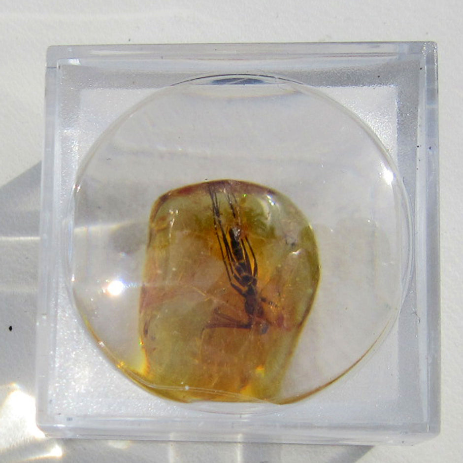 Kleiner Bernstein mit Inkluse in Lupendose – Einzelstück