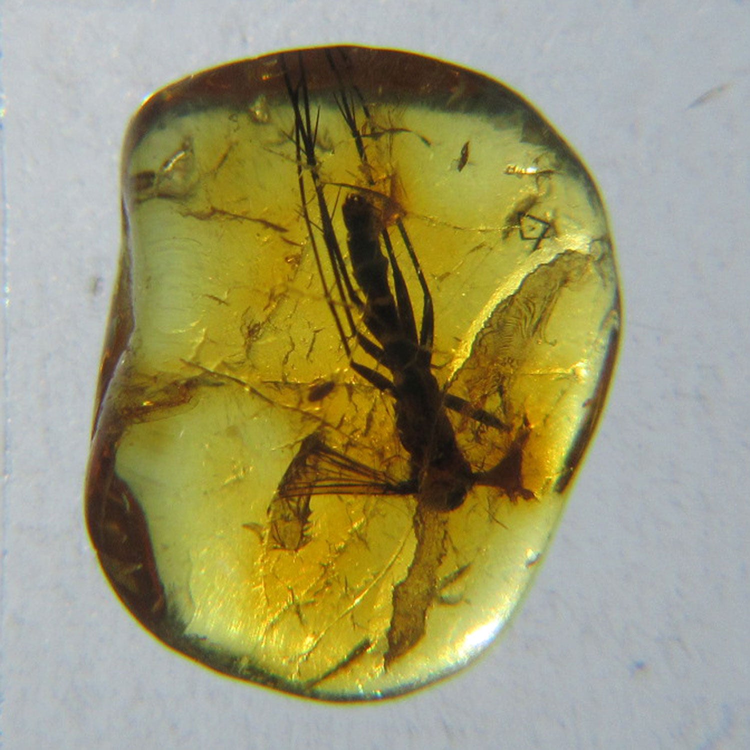 Kleiner Bernstein mit Inkluse in Lupendose – Einzelstück