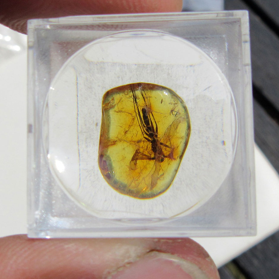 Kleiner Bernstein mit Inkluse in Lupendose – Einzelstück