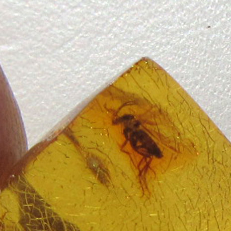 Kleiner Bernsteinanhänger mit Fliegen-Inkluse