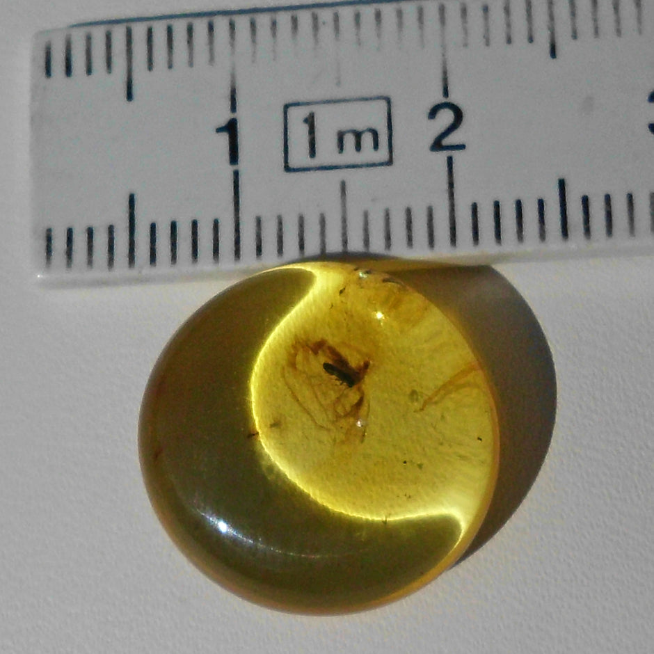 Bernstein mit Inkluse – Käfer und Fliege, Einzelstück