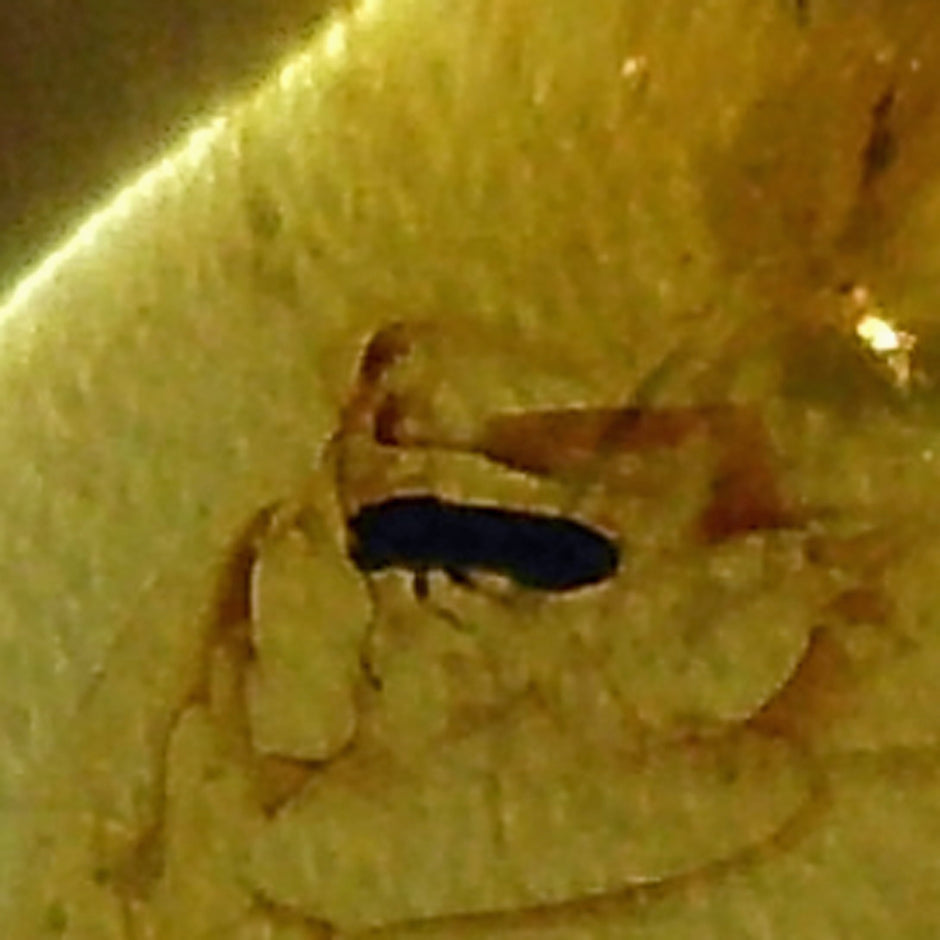 Bernstein mit Inkluse – Käfer und Fliege, Einzelstück