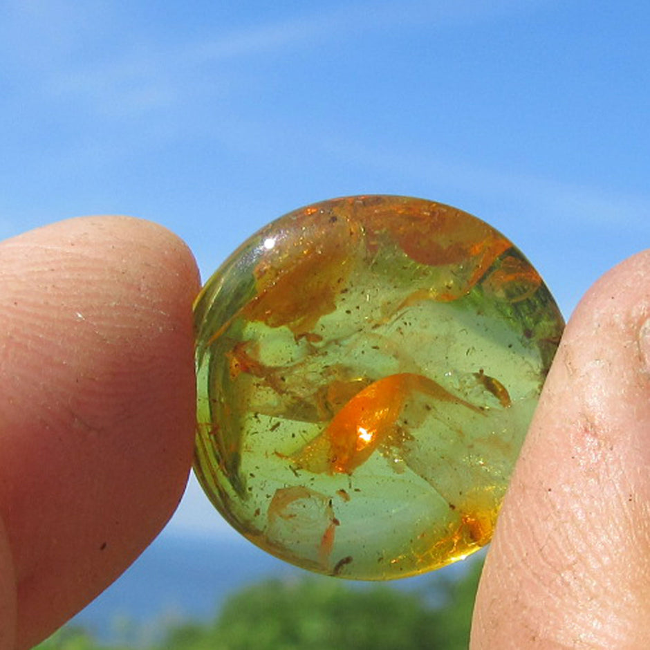 Einzelstück Bernsteinplug, geschliffen, ohne Rille