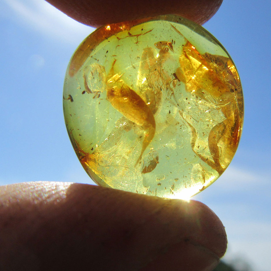 Einzelstück Bernsteinplug, geschliffen, ohne Rille