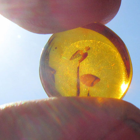 Kognacfarbener Bernsteinplug für das Ohr, Unikat