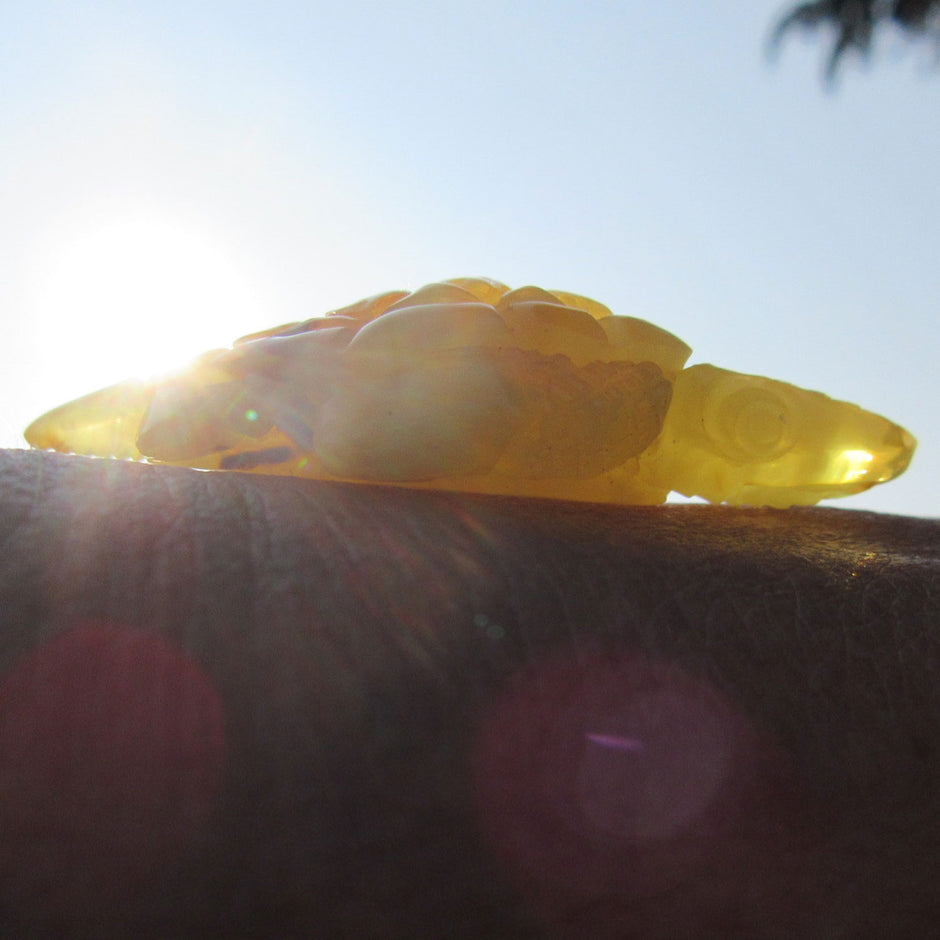 Große Bernstein-Schildkröte