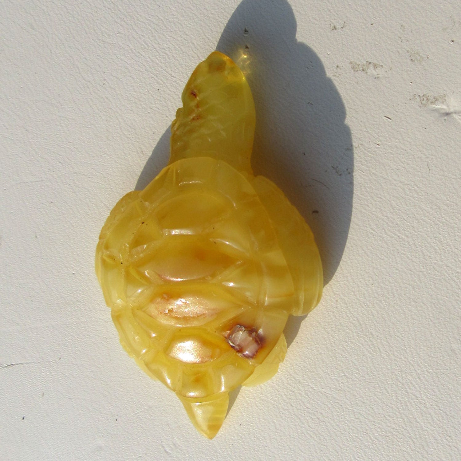 Große Bernstein-Schildkröte