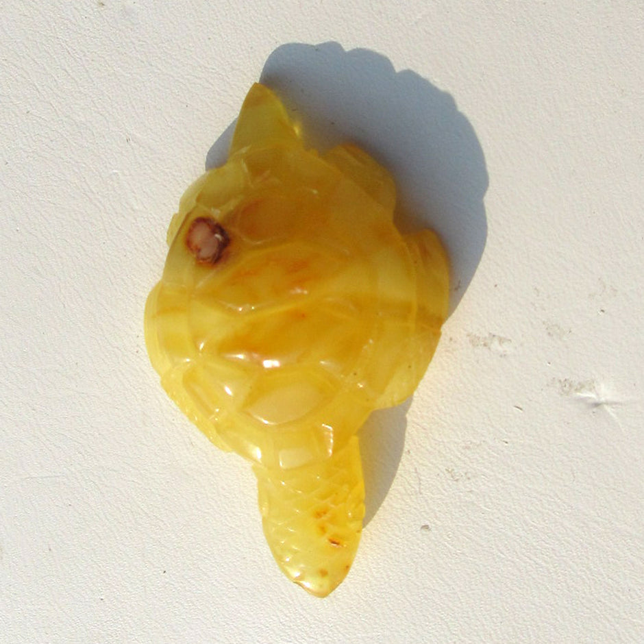 Große Bernstein-Schildkröte