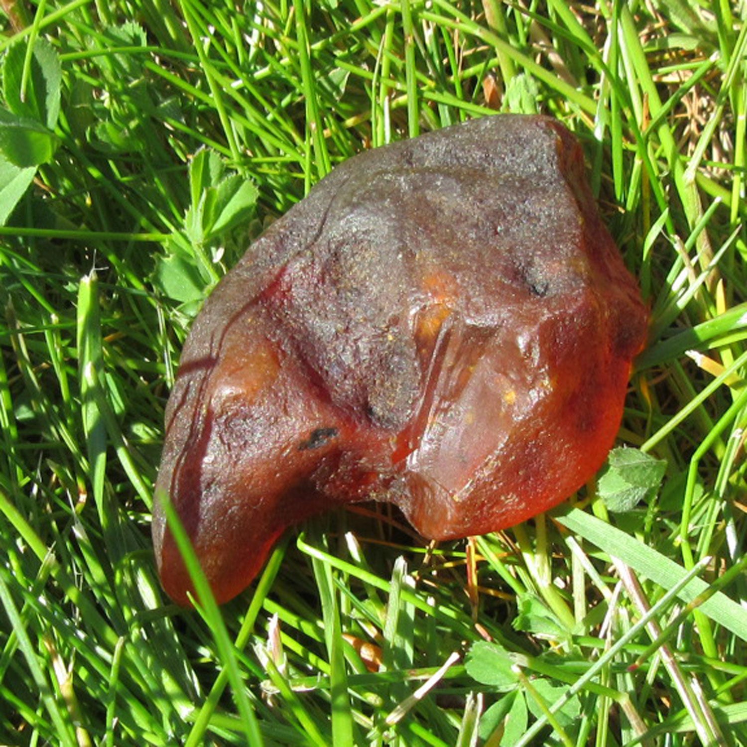 Dunkler Bernstein unpoliert, Naturstück von Hiddensee