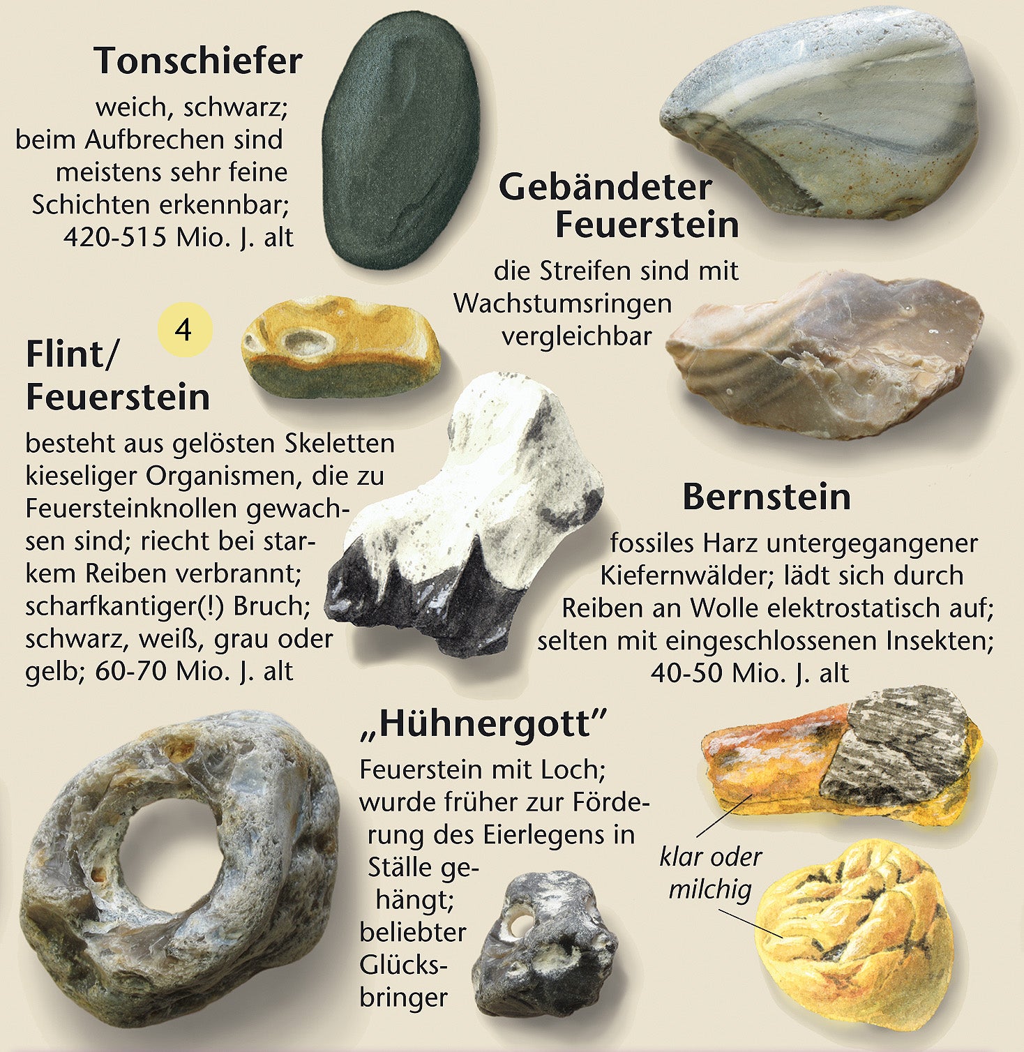 Faltblatt Steine am Ostsee – Fundstücke am Strand