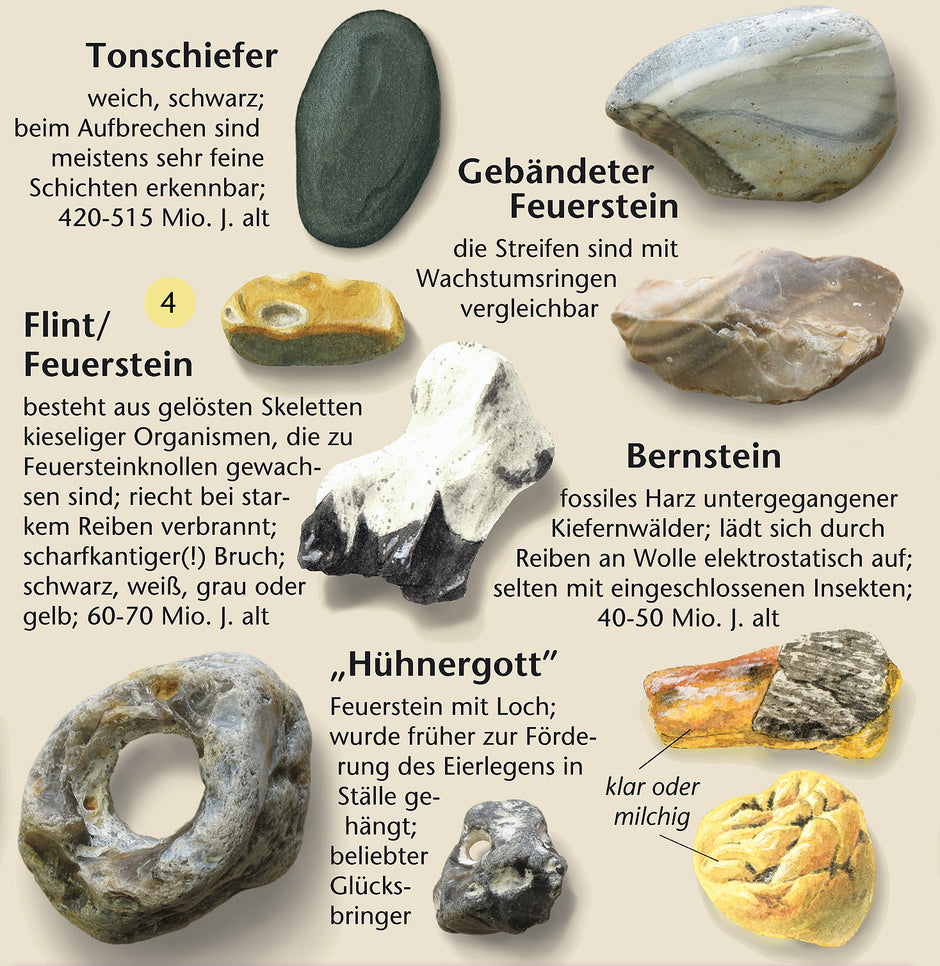 Faltblatt Steine am Ostsee – Fundstücke am Strand