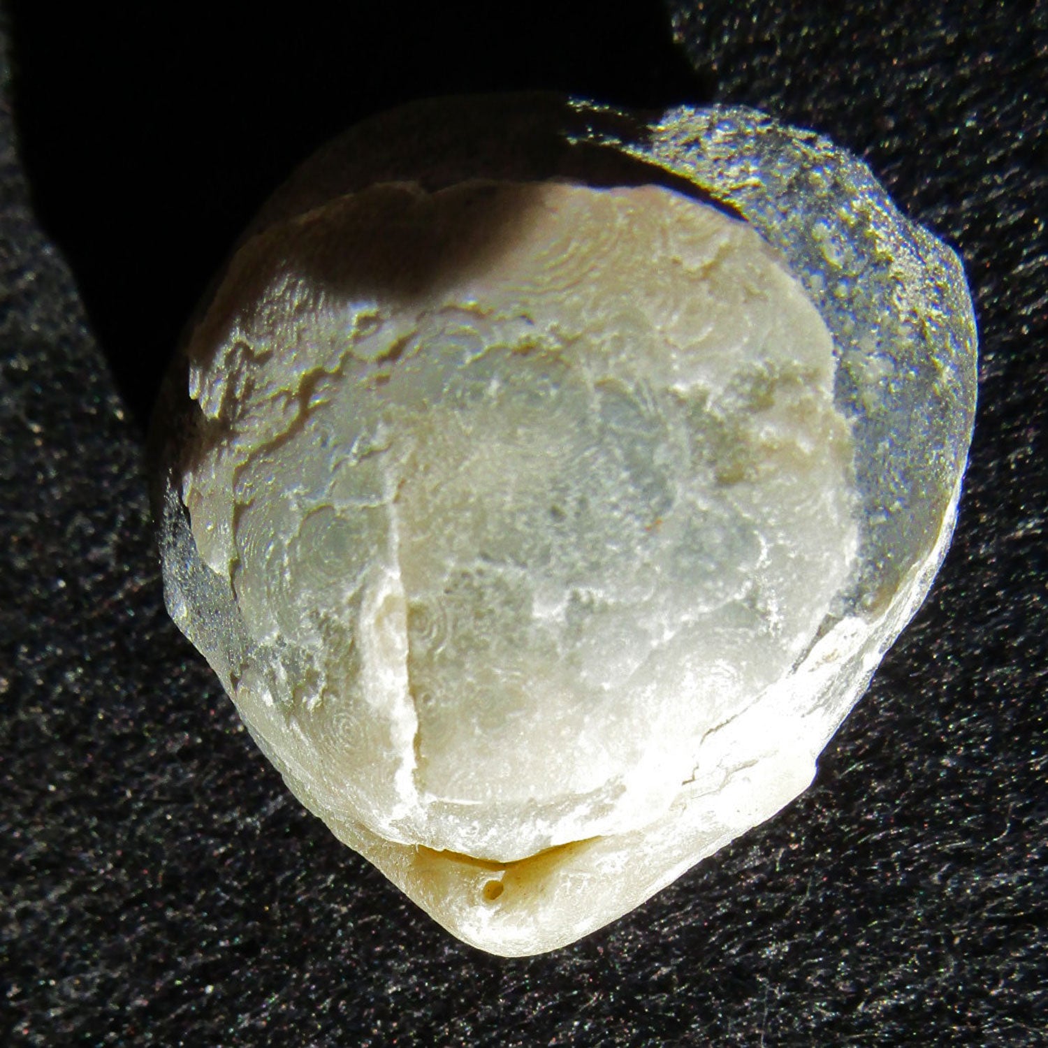 Armfüßer aus Rügener Kreide, 70 Millionen Jahre alt