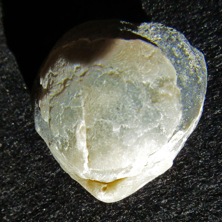 Armfüßer aus Rügener Kreide, 70 Millionen Jahre alt