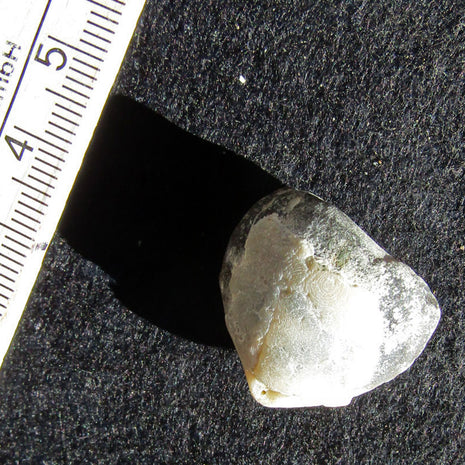 Armfüßer aus Rügener Kreide, 70 Millionen Jahre alt