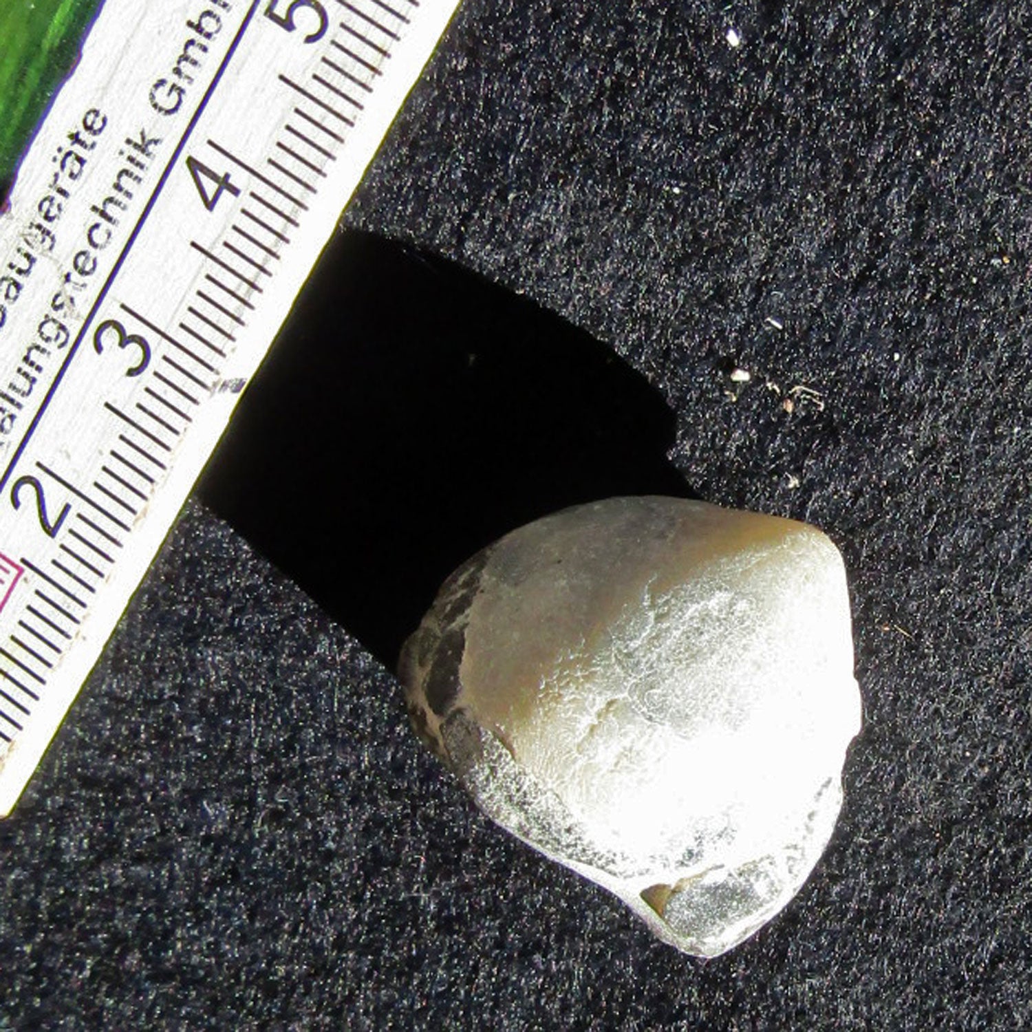 Armfüßer aus Rügener Kreide, 70 Millionen Jahre alt