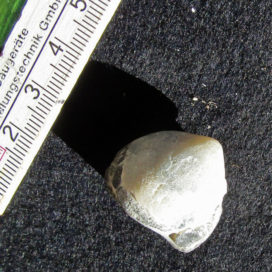 Armfüßer aus Rügener Kreide, 70 Millionen Jahre alt