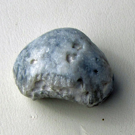 Brachiopode von Rügen, 70 Millionen Jahre alt, Unikat