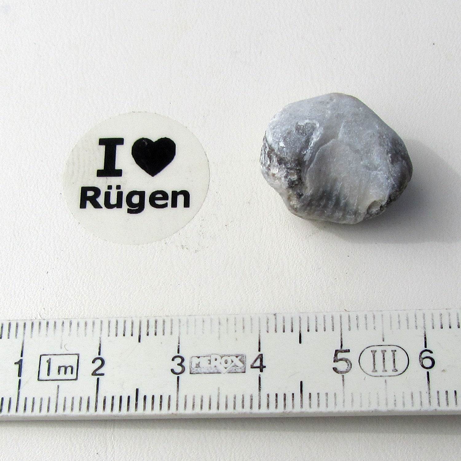 Brachiopode von Rügen, 70 Millionen Jahre alt, Unikat