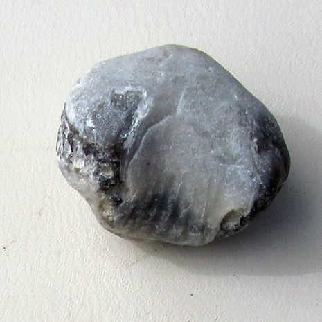 Brachiopode von Rügen, 70 Millionen Jahre alt, Unikat