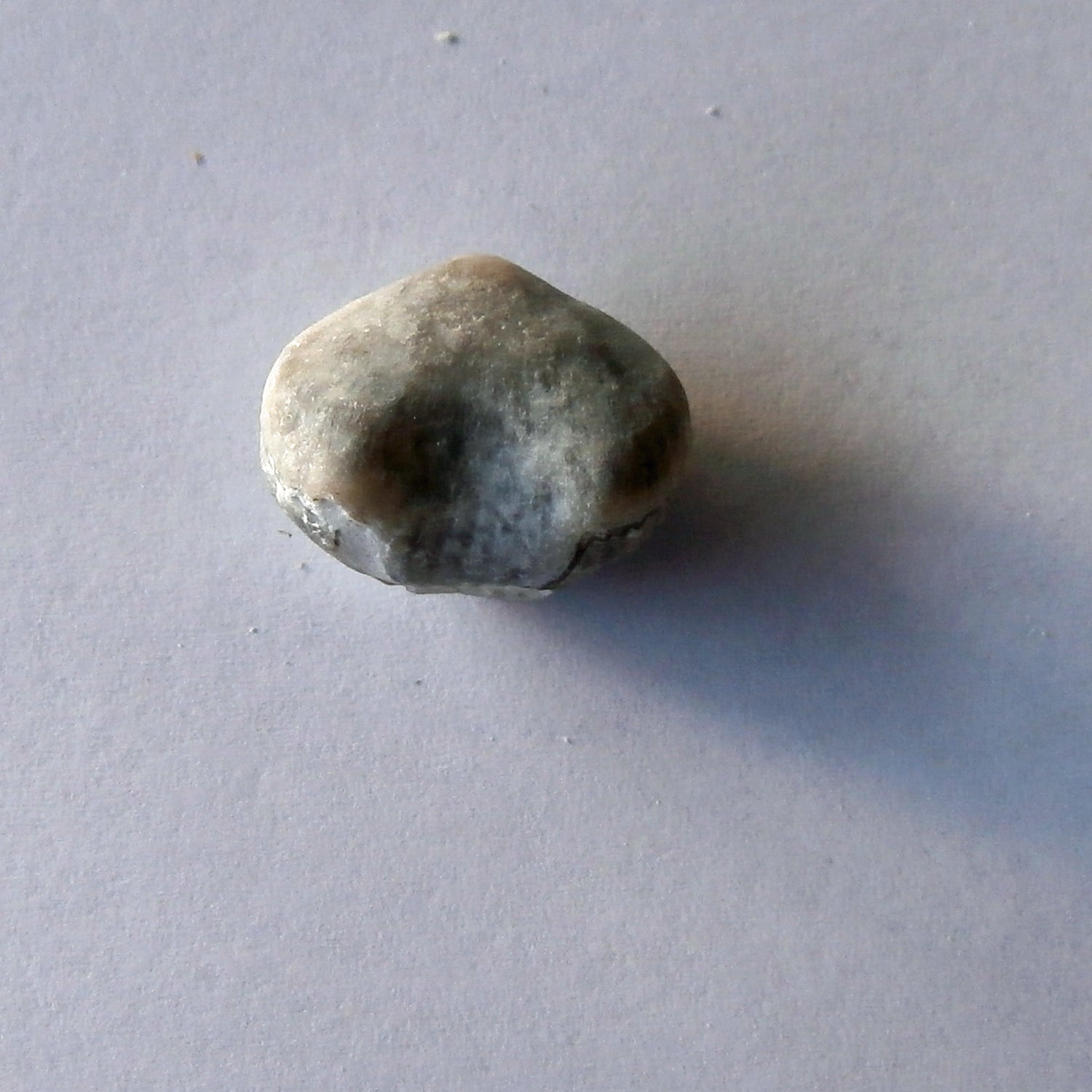 Versteinerter Armfüßer, Brachiopode aus Rügener Kreide