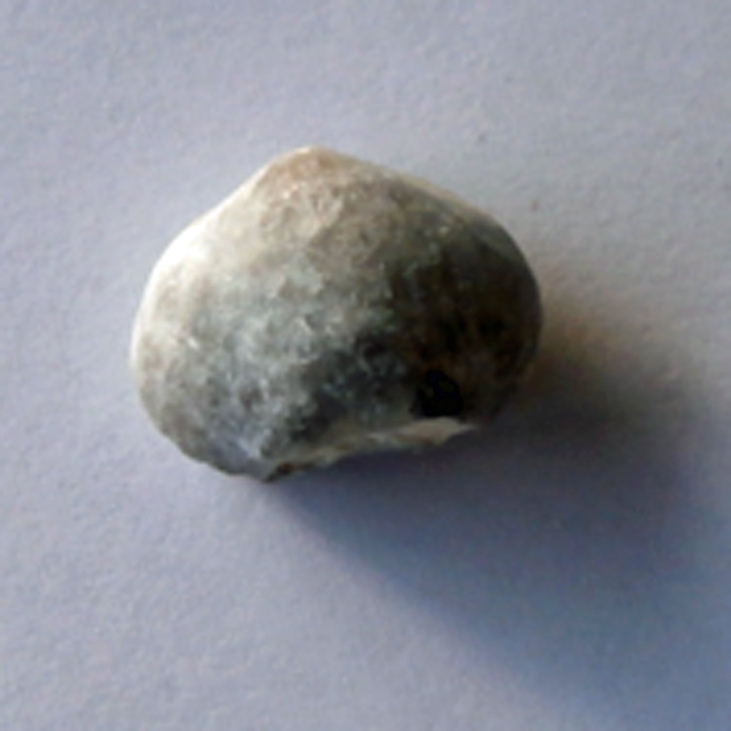 Versteinerter Armfüßer, Brachiopode aus Rügener Kreide