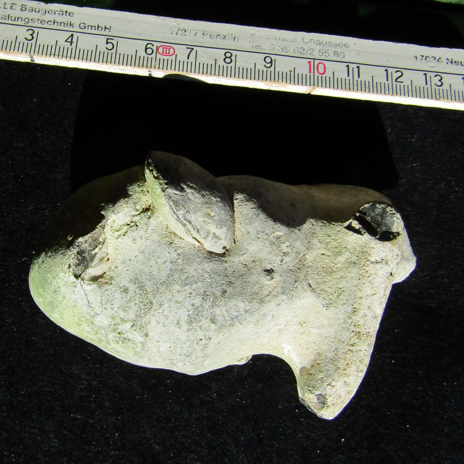 Versteinerte Brachiopode im Feuerstein, 70 Millionen Jahre alt