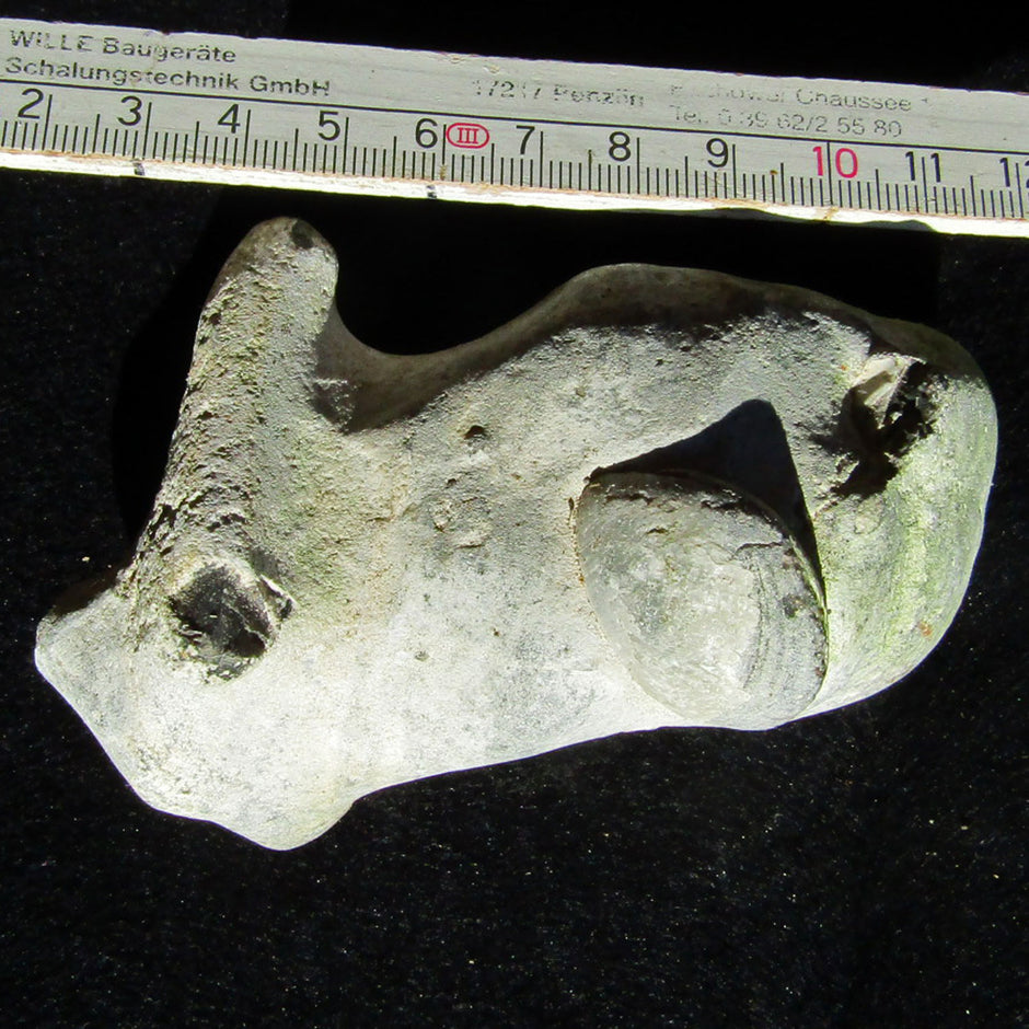 Versteinerte Brachiopode im Feuerstein, 70 Millionen Jahre alt